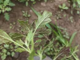 Image result for Dysphania pumilio