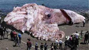Fukushima Radioaktivitat Riesiger Tintenfisch Sorgt Fur Aufregung Welt