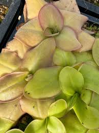 Image result for Launaea rarifolia