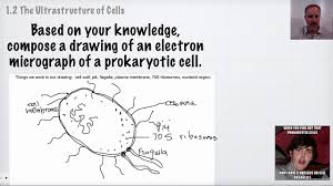 Check spelling or type a new query. Ib Biology Topic 1 Revision Ultrastructure Of Cells Youtube
