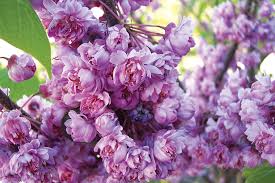 Fall color in the summer why flame thrower® redbud trees? Redbuds Sweethearts Of The Woodland Finegardening