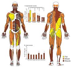 Right upper back pain frequently involve the internal organs that are. Dystrophic Muscle Distribution In Late Stage Muscular Dystrophy