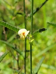 Image result for Aeschynomene indica