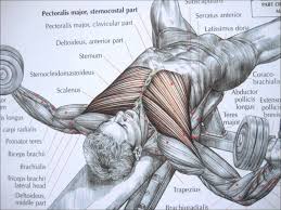 Bodybuilding exercise dumbbell press for chest. Bodybuilding Chest Exercise And Anatomy Chest Workouts Fitness Training Exercise
