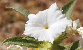 Image result for Euploca