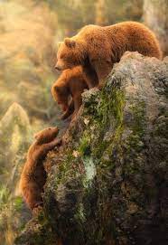 Pin By Viewbug Photography Communit On Nature S Best Photography Brown Bear Wild Animals Photography Animals