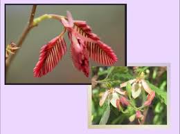 Image result for Acacia rovumae