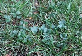 The plant contains oils that cause a severe allergic skin reaction appearance: Weed Rogue S Gallery The 14 Worst Weeds Invading Our Yards This Summer Pennlive Com