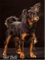 sher zhelli russkiy toy russian toy russischer zwerghund toy terrier russischer toy