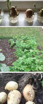 Growing Potatoes In The Garden From Store Bought Potatoes It Works Fine The Small Size Of The Potatoes Growing Potatoes Growing Vegetables Edible Landscaping