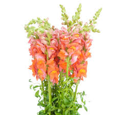Find & download the most popular flower photos on freepik free for commercial use high quality images over 8 million stock photos. 26 Filler Flowers And Types Of Greenery Fiftyflowers