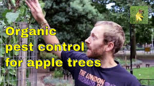 Organic Pest Control Apple Trees Aphids Scab Mildew Fungi Gardening Allotment Fruit Tree Care Youtube