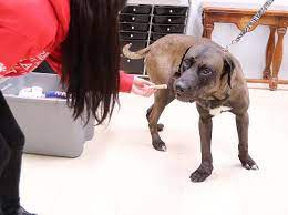 Akron, ohio by sad planets, released 19 april 2019 1. Greater Akron Animal Rescue Groups Offer Adoptions By Appointment