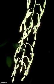 Image result for Indigofera ormocarpoides