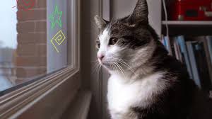 Esta película es la adaptación del famoso musical de broadway cats basado en la obra. Kitty Love An Homage To Cats Netflix Official Site