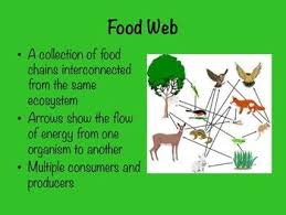 Nutrition labeling for raw produce (fruits and vegetables) and. Food Chains And Food Webs Elementary Earth Science Fourth Grade Science Science