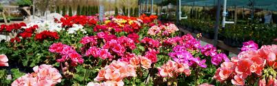 We guarantee your satisfaction on every flower order you send for delivery through avas flowers! Schmittel S Nursery Flowers In St Louis Mo Best Shrubs In St Louis