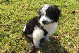 Puppies are $1,800.00 which will include the $200.00 deposit and can go home at 8 weeks of age. Bordoodle Complete Guide Info Pictures Care More Pet Keen