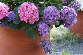 Der wasserstrauch bevorzugt sonnige bis halbschattigen standorte. Wo Ist Der Beste Standort Fur Hortensien Sonne Oder Schatten