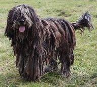 The Italian Sheep Dog A Dog Breed Selector For The Bergamasco Unusual Dog Breeds Bergamasco Dog Breeds Pictures