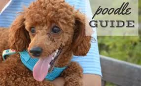 Poodle Guide Toy Miniature Standard Teacup Shedding Grooming Life Span More
