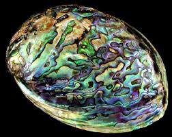 Other common names are ear shells, sea ears, and, rarely, muttonfish or muttonshells in parts of australia, ormer in the uk, perlemoen in south africa, and the maori name for three species in new zealand is pāua. Polished Paua Abalone Shells