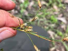 Image result for Bulbostylis densa