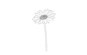 Find images of flower drawing. How To Draw Flowers Diy Thought