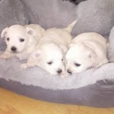 Easy health & care guide. Supper Cute Teacup Maltese Puppies For Sale Males And Female Free