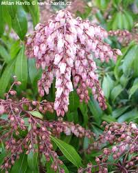 Image result for Pieris japonský bonfire obrázek