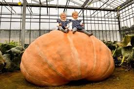 Image result for giant pumpkin