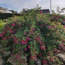 Hardy fuchsia army nurse from our great range of plug plants at babyplants.co.uk. Fuchsia Army Nurse Fuchsia Army Nurse Uploaded By Trees P