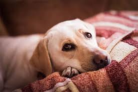 We work hard to ensure our patients receive the very best veterinary care by learning all we can and staying up to date in the. Emergency Vet In Montgomery Mn Emergency Vet Clinic Mah