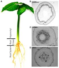 Image result for Phaseolus vulgaris
