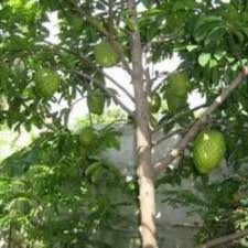 Jual bibit tanaman buah unggul lokal & import, online & offline terlengkap, bergaransi & murah. Jual Tanaman Buah Dalam Pot Murah Harga Terbaru 2021