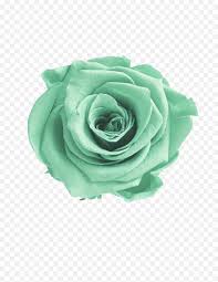 We did not find results for: Mint Green Flower Png Green Flowers Transparent Background Green Transparent Background Free Transparent Png Images Pngaaa Com