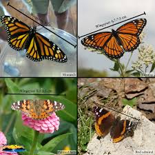 Real brown and orange butterfly encased in epoxy resin with tiger's eye accent attached to a gold hairpin. How To Tell Apart Four Orange And Black Butterflies Dickinson County Conservation Board
