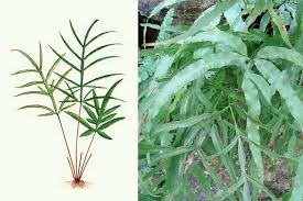 Cỏ seo gà có tác dụng gì? | Vinmec