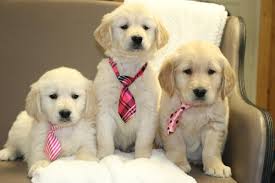 We use organic feeds, distilled drinking water and raise our dogs. Golden Retriever Puppies San Jose