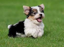 As of today, these yorkies can compete in akc obedience, but have not been accepted in confirmation. 8 Parti Yorkie Terrier Facts Care Guide My Dogs Info