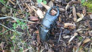 蛹室からでれない♂ : ドルクスハンターブログ