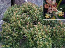 Image result for Xerophyta wentzeliana