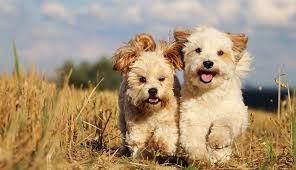 (97239, portland, or, united states) hide this posting restore restore this posting. 6 Top Dog Breeds For Empty Nesters And Older People