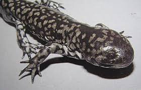 えっちだぜ やったぜ ほもぉ うれしいな やったぜ さすがだ. ãƒ¡ã‚­ã‚·ã‚³ã‚µãƒ©ãƒžãƒ³ãƒ€ãƒ¼ã®çœŸå®Ÿ ç©ºä¸­åº­åœ' Haworthia Jp Weblog