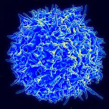 Animal cells are the types of cells that make up most of the tissue cells in animals. T Cell Wikipedia