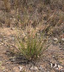 Image result for Eragrostis macrochlamys