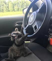 This 5 0 Rated Uber Driver Cute Animals Cute Raccoon Pet Raccoon