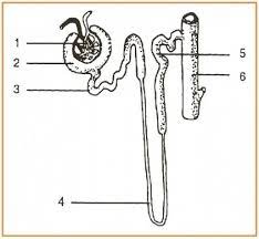 Sequential easy first hard first. Sistem Ekskresi Part 2 Other Quiz Quizizz