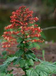 Image result for Clerodendrum pusillum