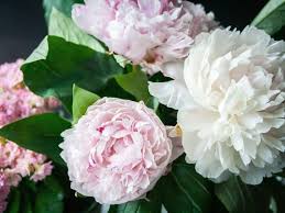 While white flowers represent innocence and purity in the american culture, they are the opposite in the chinese culture. 12 Chinese Flowers And Their Cultural Meanings Florgeous